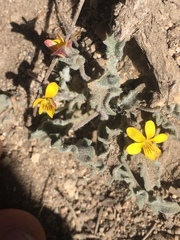 Viola pinetorum grisea