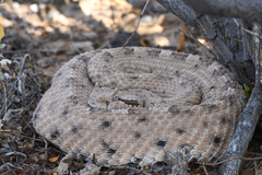 Crotalus cerastes cercobombus
