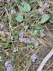 Ceanothus prostratus
