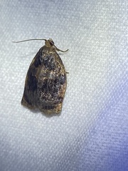 Archips infumatana