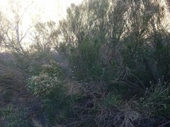 Baccharis sarothroides