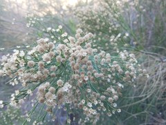 Baccharis sarothroides