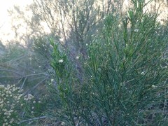 Baccharis sarothroides
