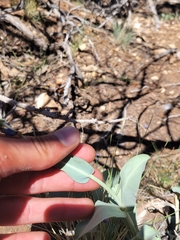 Penstemon pachyphyllus