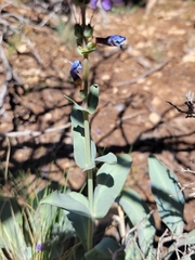 Penstemon pachyphyllus