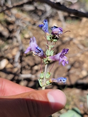 Penstemon pachyphyllus