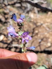 Penstemon pachyphyllus