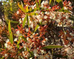 Eucalyptus calycogona