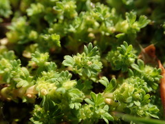Alchemilla australis