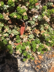 Ericameria cuneata cuneata
