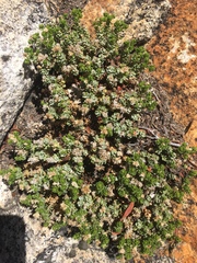 Ericameria cuneata cuneata