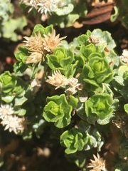 Ericameria cuneata cuneata