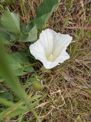 Calystegia atriplicifolia