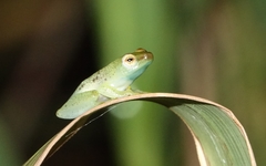 Hyperolius adspersus