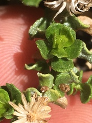 Ericameria cuneata cuneata