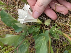 Calystegia atriplicifolia