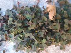 Oxalis corniculata