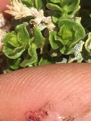 Ericameria cuneata cuneata