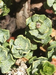 Ericameria cuneata cuneata