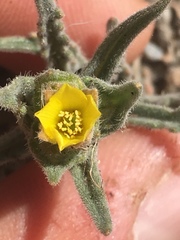 Mentzelia congesta
