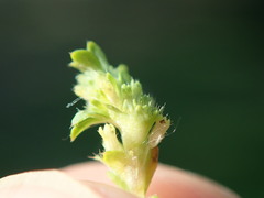 Alchemilla australis