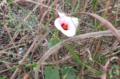 Pavonia grandiflora