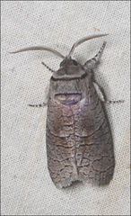 Culama suffusca