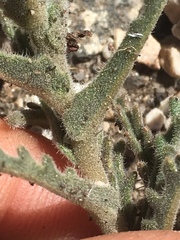 Mentzelia congesta