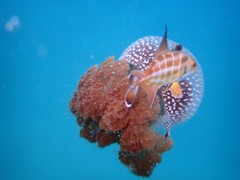 Phyllorhiza punctata