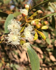 Eucalyptus calycogona