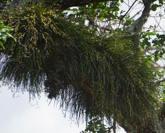 Encyclia nematocaulon