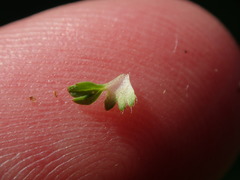 Alchemilla australis