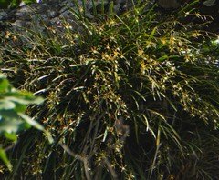 Encyclia nematocaulon