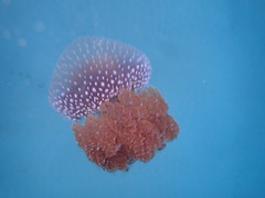 Phyllorhiza punctata