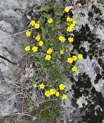 Potentilla ancistrifolia