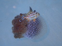 Phyllorhiza punctata