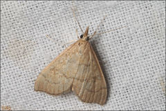 Metasia dicealis