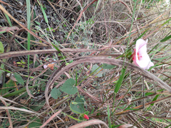 Pavonia grandiflora