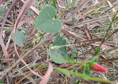 Pavonia grandiflora