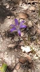 Brodiaea elegans