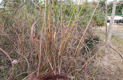Pavonia grandiflora