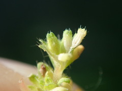 Alchemilla australis