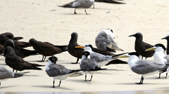 Thalasseus bengalensis