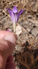 Brodiaea elegans