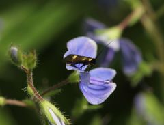 Cauchas fibulella
