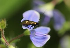 Cauchas fibulella