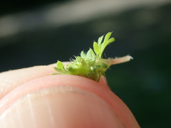 Alchemilla australis