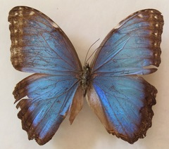 Morpho helenor narcissus