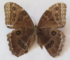 Morpho helenor narcissus