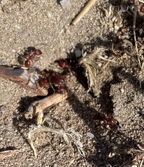 Pogonomyrmex subdentatus